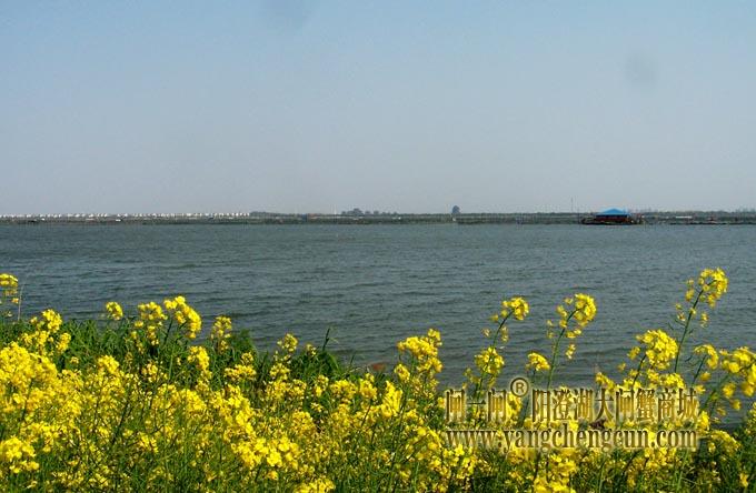 阳澄湖