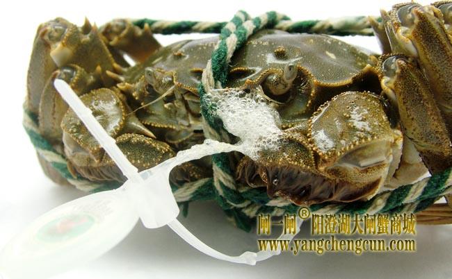 阳澄湖大闸蟹