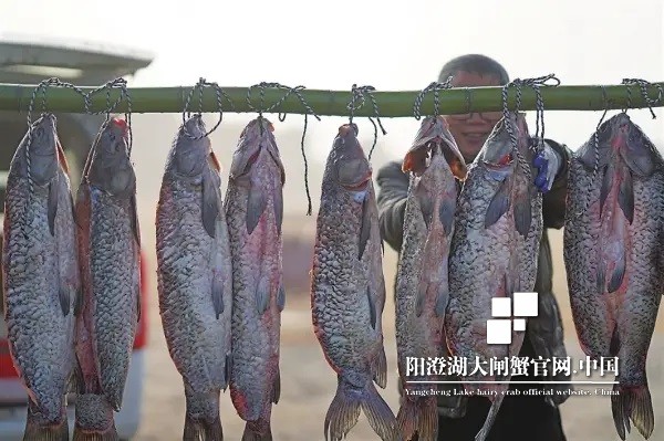 阳澄湖大闸蟹