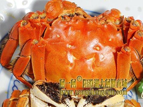 吃阳澄湖大闸蟹的秘诀