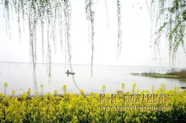 油菜花 