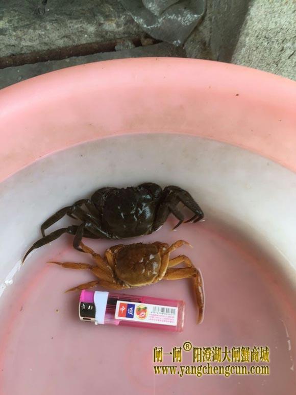 蟹壳