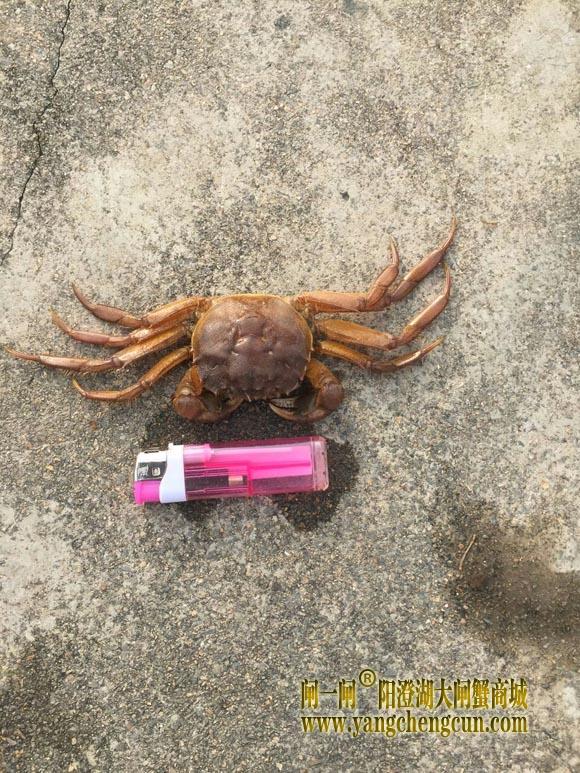 蟹壳