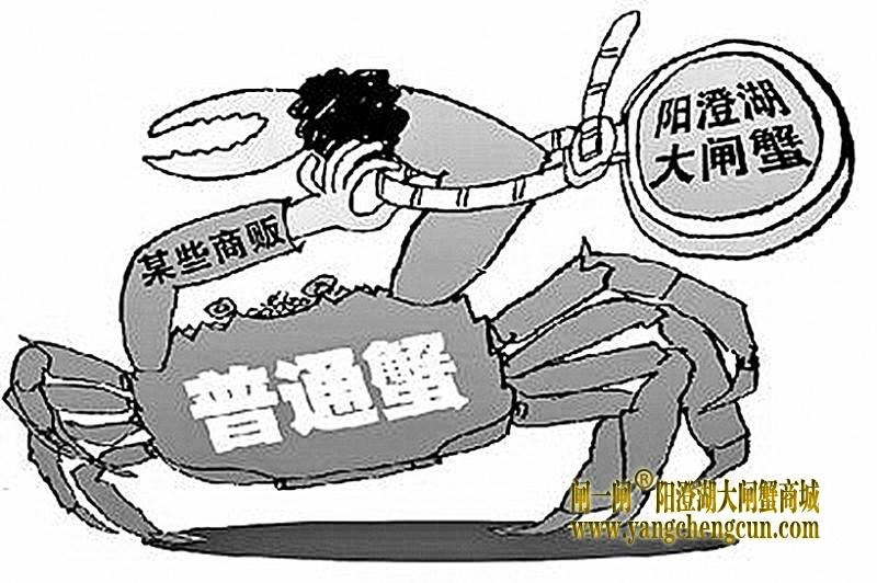 阳澄湖大闸蟹