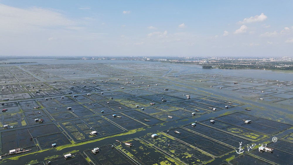 苏州阳澄湖大闸蟹核心产区航拍图