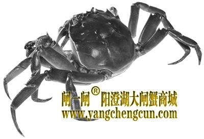 阳澄湖的大闸蟹