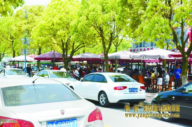 阳澄湖半岛度假区风景美人气旺