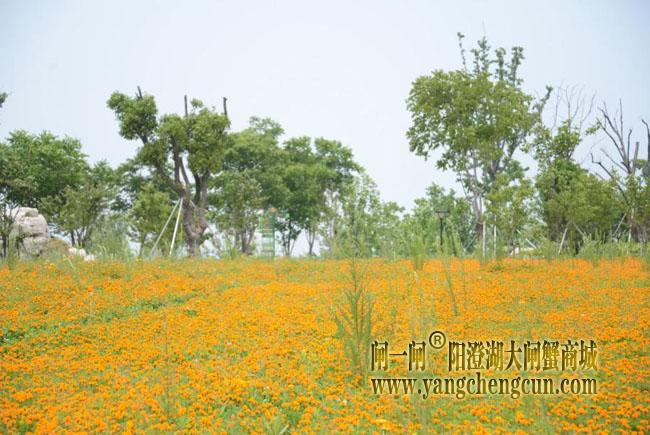阳澄湖半岛