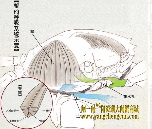 大闸蟹的呼吸系统