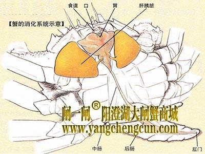 大闸蟹的消化系统