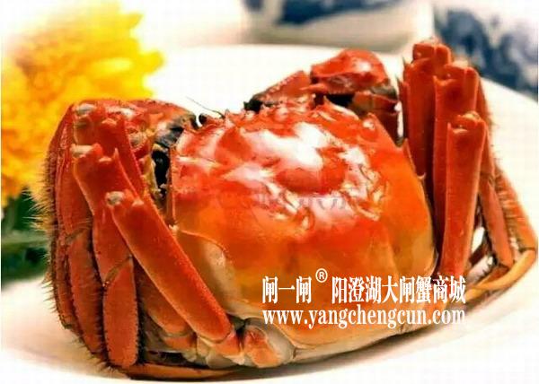金秋食肥蟹
