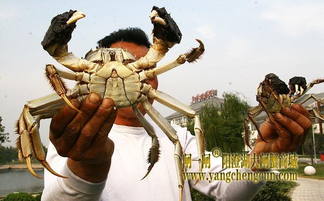 阳澄湖大闸蟹