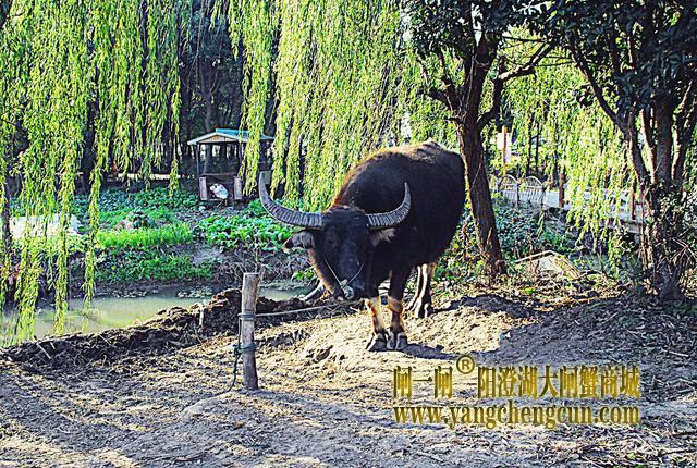 阳澄湖半岛