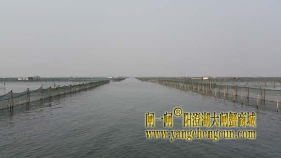 阳澄湖上有一种风景叫养蟹的地方......