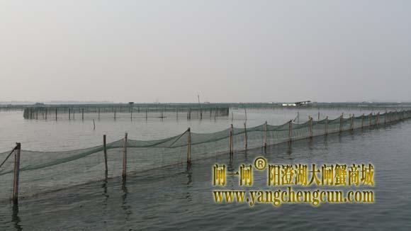 阳澄湖上有一种风景叫养蟹的地方