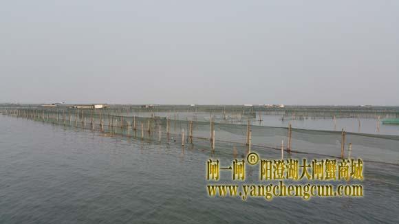 阳澄湖上有一种风景叫养蟹的地方