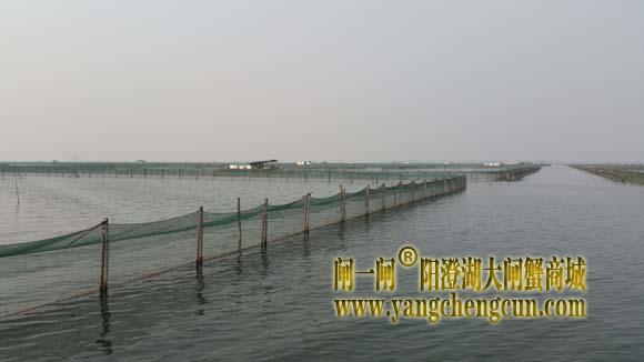 阳澄湖上有一种风景叫养蟹的地方