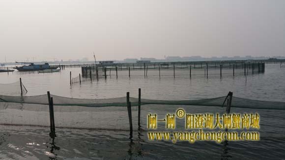 阳澄湖上有一种风景叫养蟹的地方......