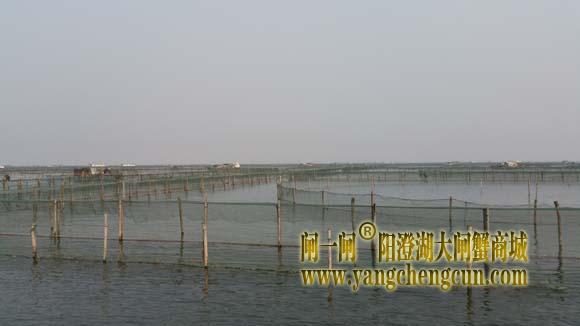 阳澄湖上有一种风景叫养蟹的地方......