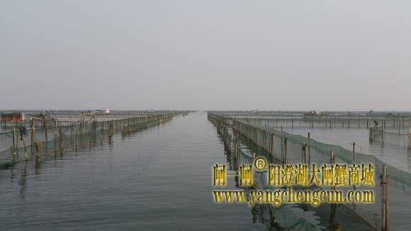 阳澄湖上有一种风景叫养蟹的地方