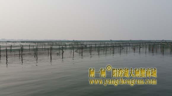阳澄湖上有一种风景叫养蟹的地方