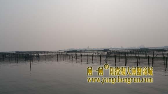 阳澄湖上有一种风景叫养蟹的地方