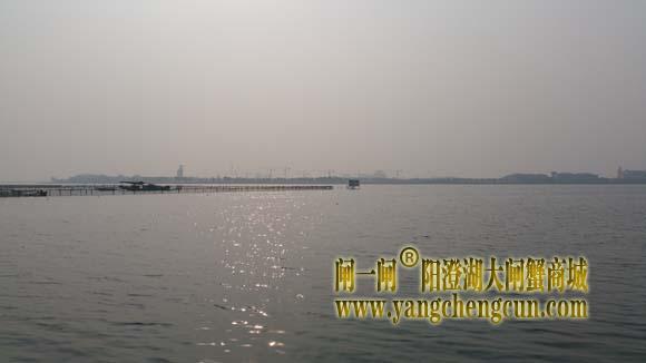 阳澄湖上有一种风景叫养蟹的地方......