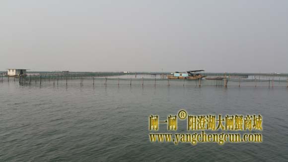 阳澄湖上有一种风景叫养蟹的地方......