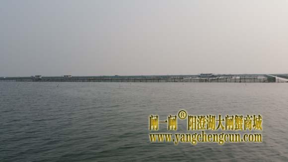 阳澄湖上有一种风景叫养蟹的地方
