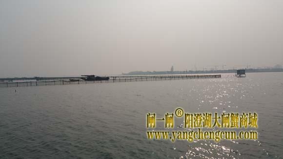 阳澄湖上有一种风景叫养蟹的地方