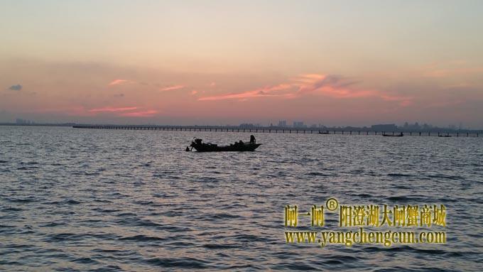 阳澄湖的早晨