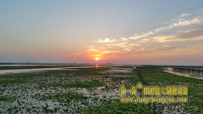 阳澄湖