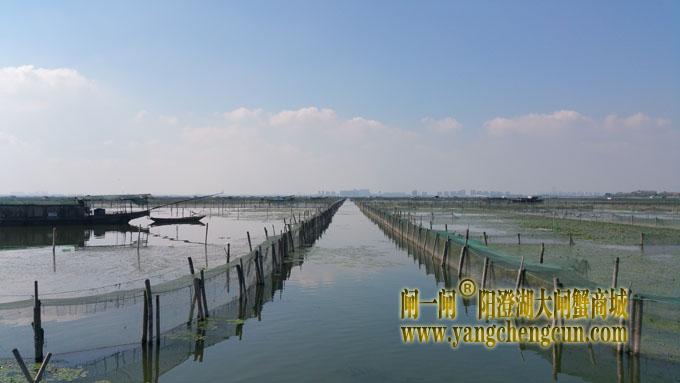 阳澄湖