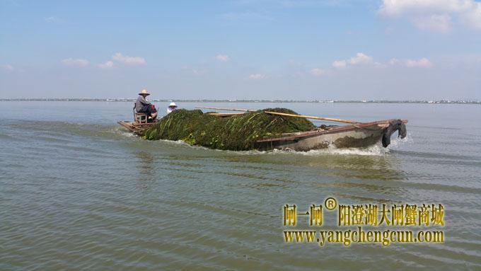 阳澄湖
