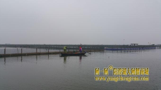 阳澄湖蟹农