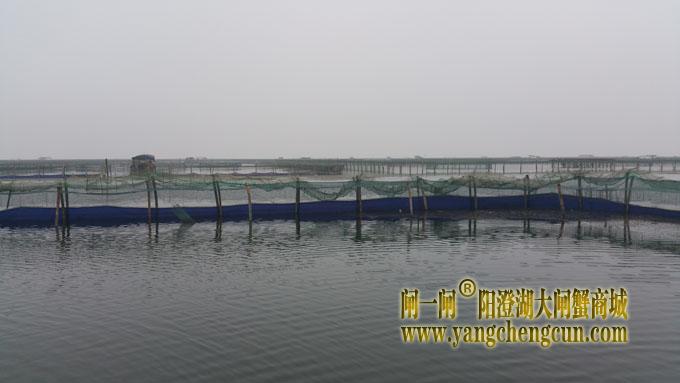 阳澄湖