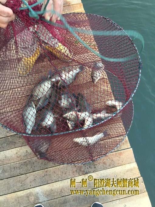 阳澄湖钓鱼
