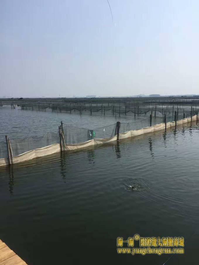 阳澄湖钓鱼