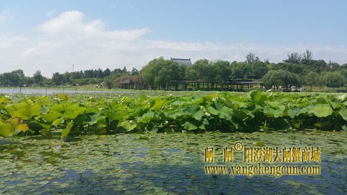 莲池湖公园