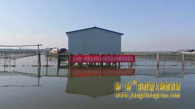 苏州阳澄湖大闸蟹养殖基地