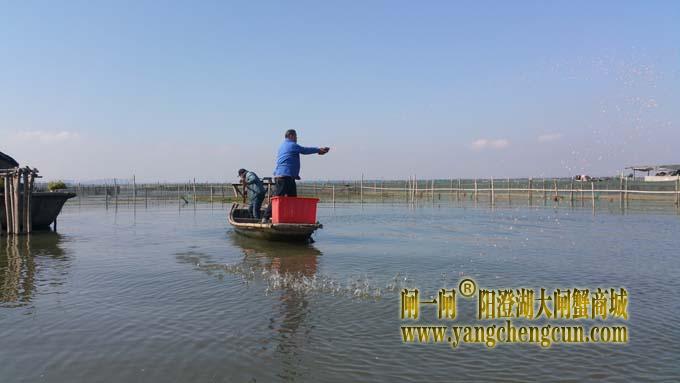 阳澄湖蟹农