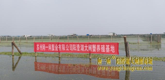 苏州闸一闸蟹业有限公司阳澄湖大闸蟹养殖基地