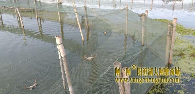 阳澄湖蟹成熟时....