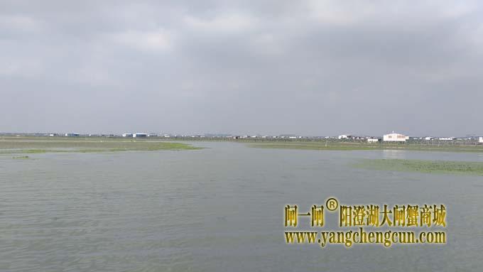 阳澄湖大闸蟹养殖区的风景