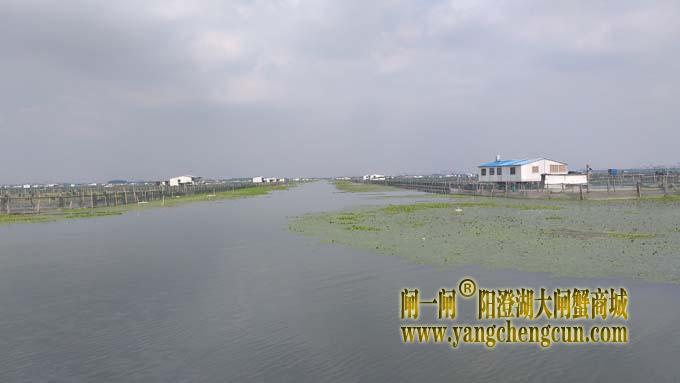 阳澄湖大闸蟹养殖区的风景