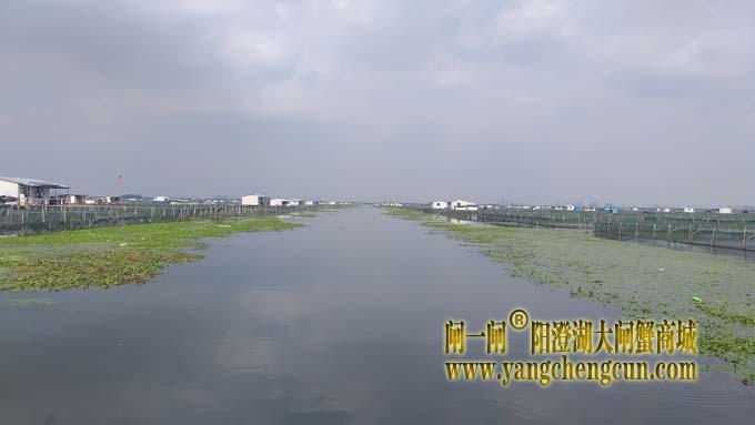 阳澄湖大闸蟹养殖区的风景