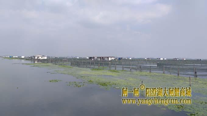 阳澄湖大闸蟹养殖区的风景