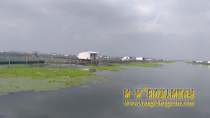 阳澄湖大闸蟹养殖区的风景