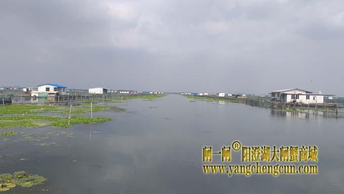 阳澄湖大闸蟹养殖区的风景