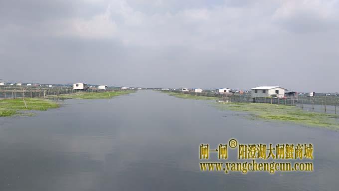 阳澄湖大闸蟹养殖区的风景